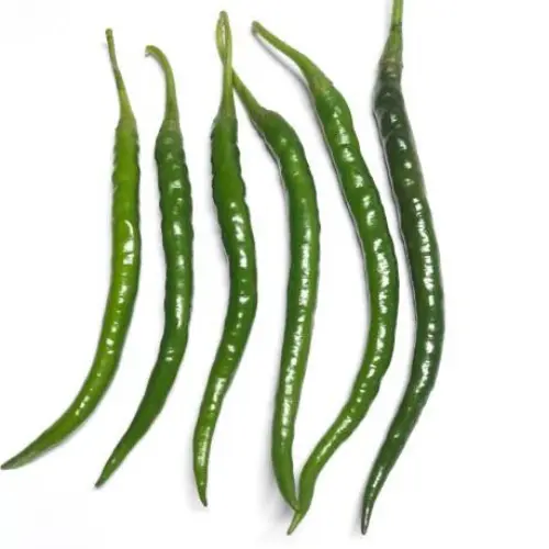 Dragon Fire Long Green Chilli plant with fresh green pods