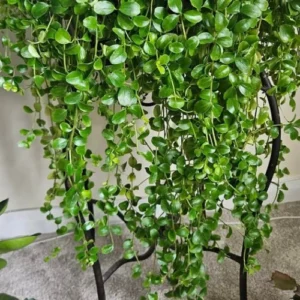 57 (21) Peperomia Rotundifolia (Round Leaf)