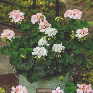 Peperomia Rotundifolia Round Leaf Indoor Plant – Trailing Jade Houseplant for Home & Office