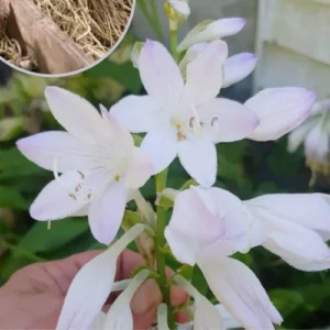 Hosta (Plantaginea) Lily – 5 Bulbs