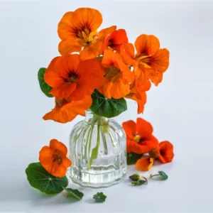 Round-leaf nasturtium plant showing vibrant mixed-color flowers Round-leaf nasturtium plant showing vibrant mixed-color flowers