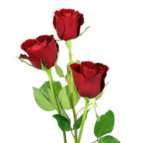 english red rose plant price in Pakistan, long stem deep red bloom