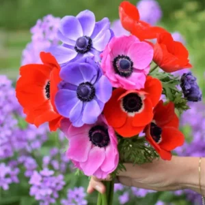 Anemone Flower Bulbs – 5 Bulbs Mix Color