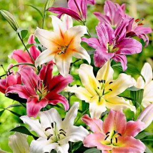 Mix color Lilium flower bulbs planted in garden bed — Pakistan gardening