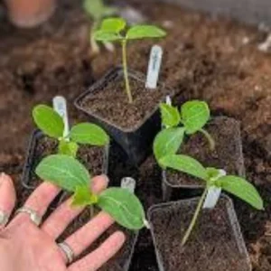 Cucumber seedlings