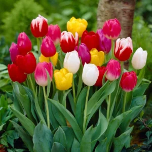 tulip bulbs in Pakistan mix color fresh imported flower bulbs