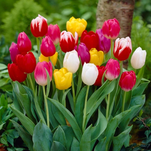 tulip bulbs in Pakistan mix color fresh imported flower bulbs