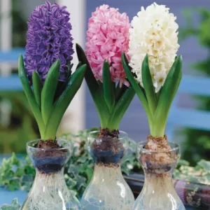 Best Hyacinth bulbs at best price in Pakistan