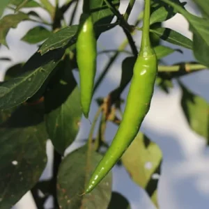 Indian Long Desi Mirch plant with fiery red chillies