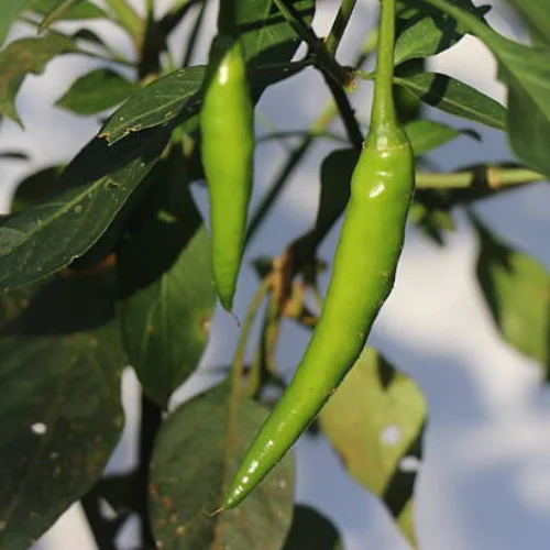 Indian Long Desi Mirch plant with fiery red chillies