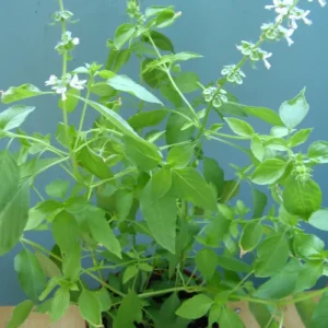 Lemon basil seedlings germinating in seed tray for home garden Lemon basil seedlings germinating in seed tray for home garden