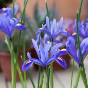 Healthy iris bulbs ready for planting in well-drained soil