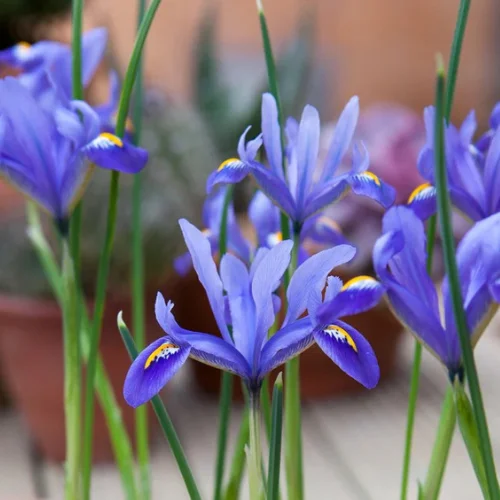 Healthy iris bulbs ready for planting in well-drained soil