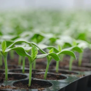 Kakri Tar Hybrid F1 Seedlings