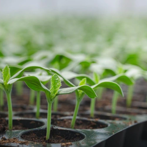 Kakri Tar Hybrid F1 Seedlings