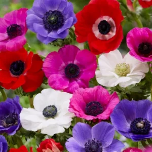 Vibrant mix color anemone flowers blooming in spring garden