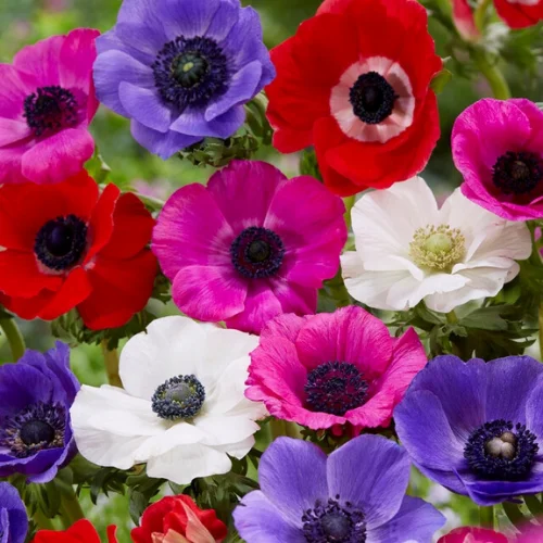 Vibrant mix color anemone flowers blooming in spring garden