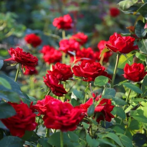 english red rose plant price in Pakistan, long stem deep red bloom