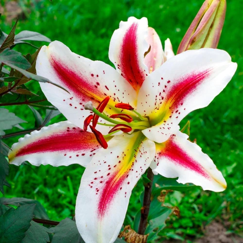 Lilium Flower Bulbs — 5 Bulbs Mix Color