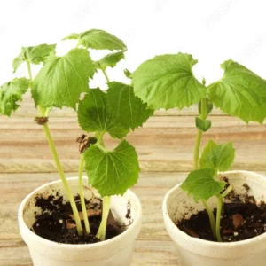 59 Bitter Gourd Seedlings (Hybrid F1) — پنیری