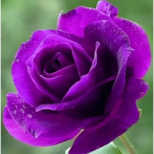English Purple Rose Plant in Pakistan