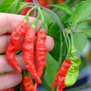 Desi Extra Long Green Mirch Seeds – Super Hot Long Green Chilli Variety for Home Gardening, High Yield