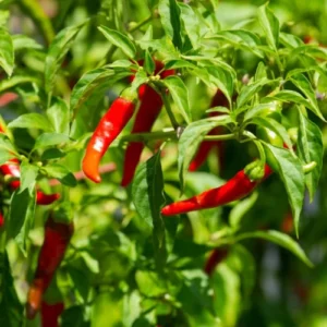 Long red Cayenne Pepper Chilli plant with mature fruits