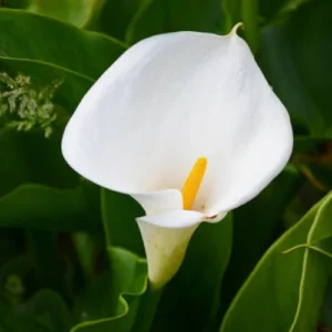 White Calla Lily Bulb