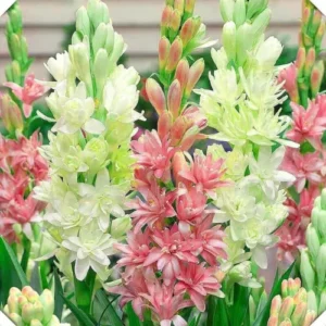 White tube rose flowers blooming with strong fragrance