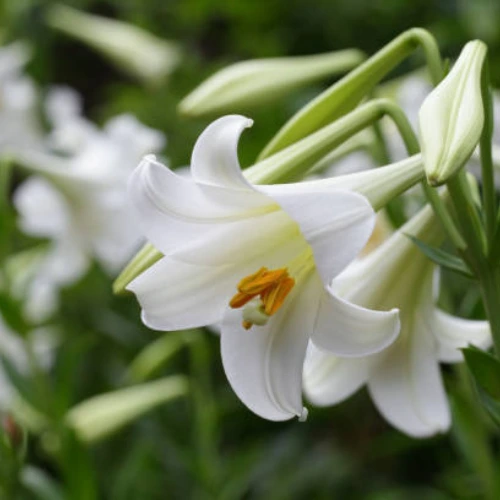 White Easter Lily bulb blooming with large trumpet-shaped white flowers