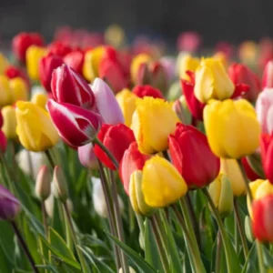 how to grow tulip bulbs in Pakistan home garden