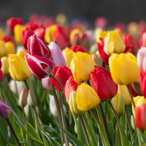how to grow tulip bulbs in Pakistan home garden