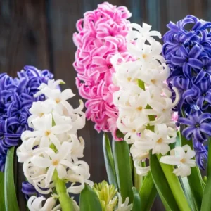 Fragrant hyacinth winter flowers grown from imported bulbs in Pakistan