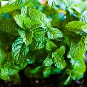 Fresh mint seed with lush green leaves in garden
