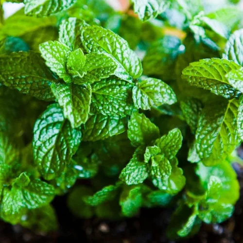 Fresh mint seed with lush green leaves in garden