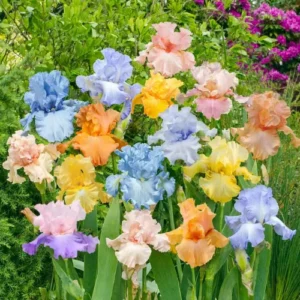Pastel bearded iris flowers blooming in garden with soft colors