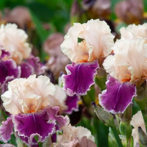 Pastel bearded iris flowers blooming in garden with soft colors