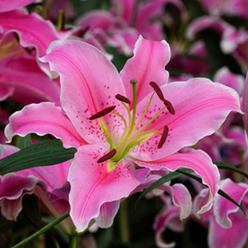 Lilium Flower Bulbs — 5 Bulbs Mix Color