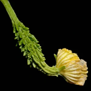 Long green Hybrid F1 karela fruits hanging on climbing vine Long green Hybrid F1 karela fruits hanging on climbing vine