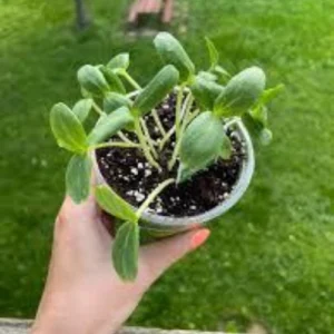 Fresh hybrid cucumbers growing on vine trellis plant