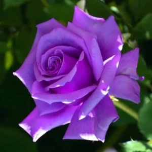 English Purple Rose Plant in Pakistan
