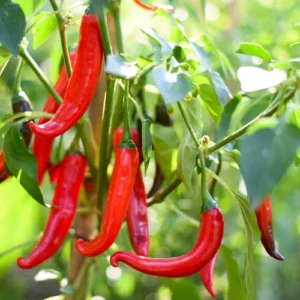 Long red Cayenne Pepper Chilli plant with mature fruits