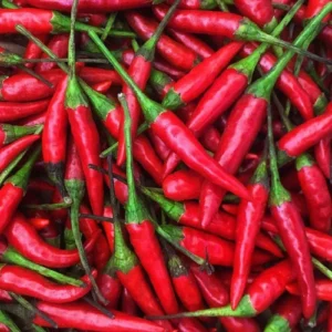 Thai Long Red Hot Chilli Plant with Vibrant Red Fruits