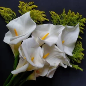 White Calla Lily bulb blooming with elegant trumpet-shaped flowers in a garden pot
