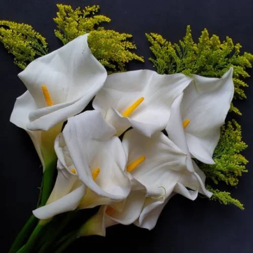 White Calla Lily bulb blooming with elegant trumpet-shaped flowers in a garden pot
