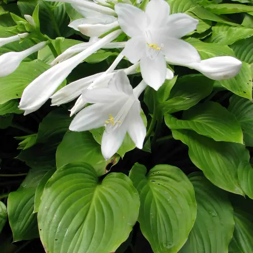 Hosta plantaginea lily with lush green leaves and fragrant white flowers