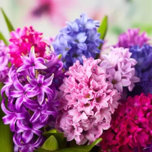 Hyacinth Bulbs in Pakistan