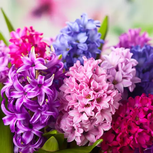 Hyacinth Bulbs in Pakistan