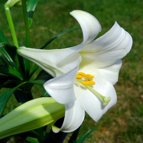 Healthy White Easter Lily bulb ready for planting in Pakistan garden