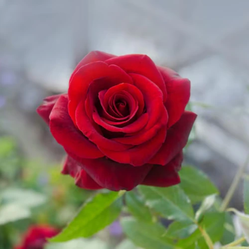 english red rose plant for home garden pakistan
